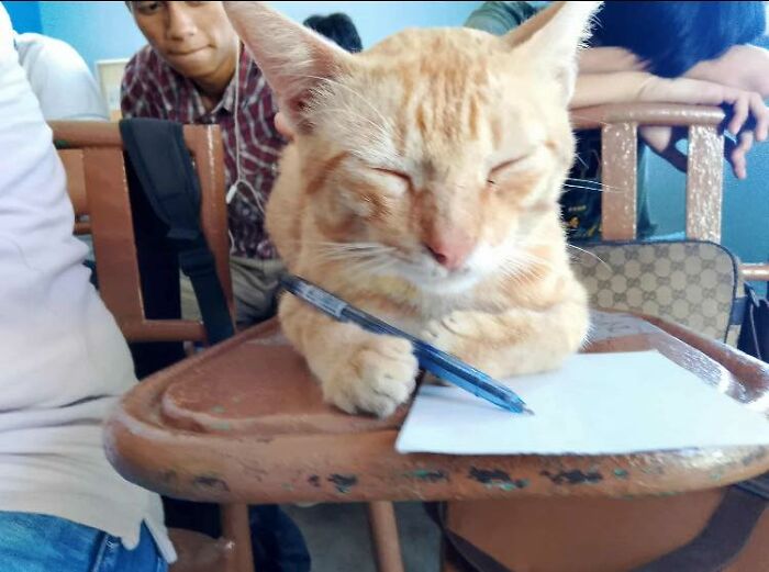 Orange cat with eyes closed holding a pen on a notebook in a classroom, showcasing wholesome animal comedy.