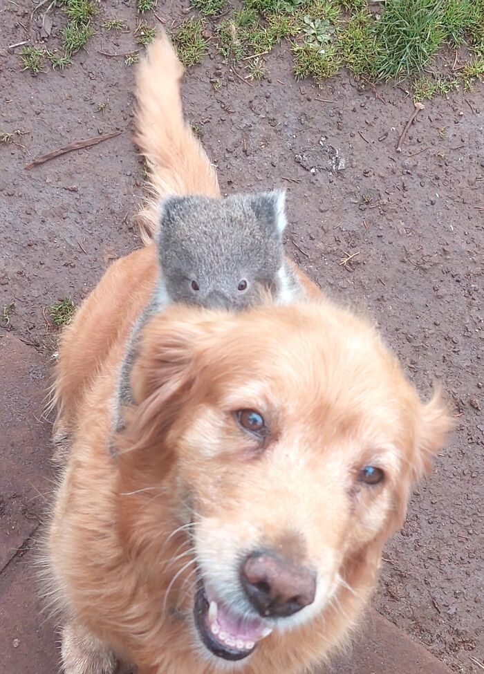 Golden Retriever carrying baby koala on its back outdoors on dirt ground, showcasing gentle animal friendship. Golden Retriever carrying baby koala on its back outdoors on dirt ground, showcasing gentle animal friendship.