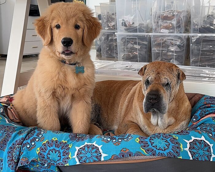 Disney-style pet portrait of two adorable dogs, one with a collar and the other with a glowing angel halo on blue background