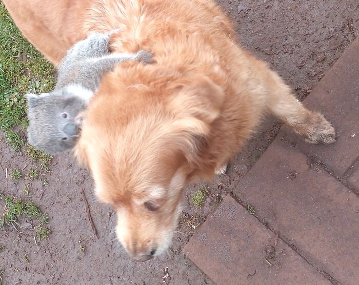 Golden Retriever carrying baby koala on its back outdoors near grass and brick pavement. Golden Retriever carrying baby koala on its back outdoors near grass and brick pavement.