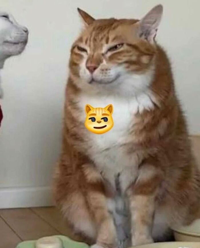 Smiling orange tabby cat with a mischievous expression in a wholesome animal comedy Facebook group setting.