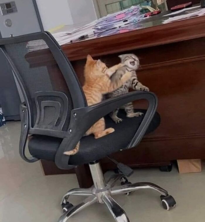 Two playful kittens on a black office chair showing wholesome animal comedy in a light-filled room with wooden desk.