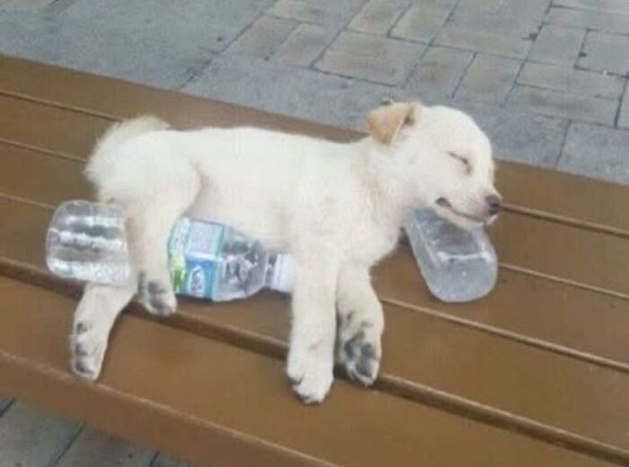 Puppy sleeping on a bench using a water bottle as a pillow, showcasing wholesome animal comedy moments.