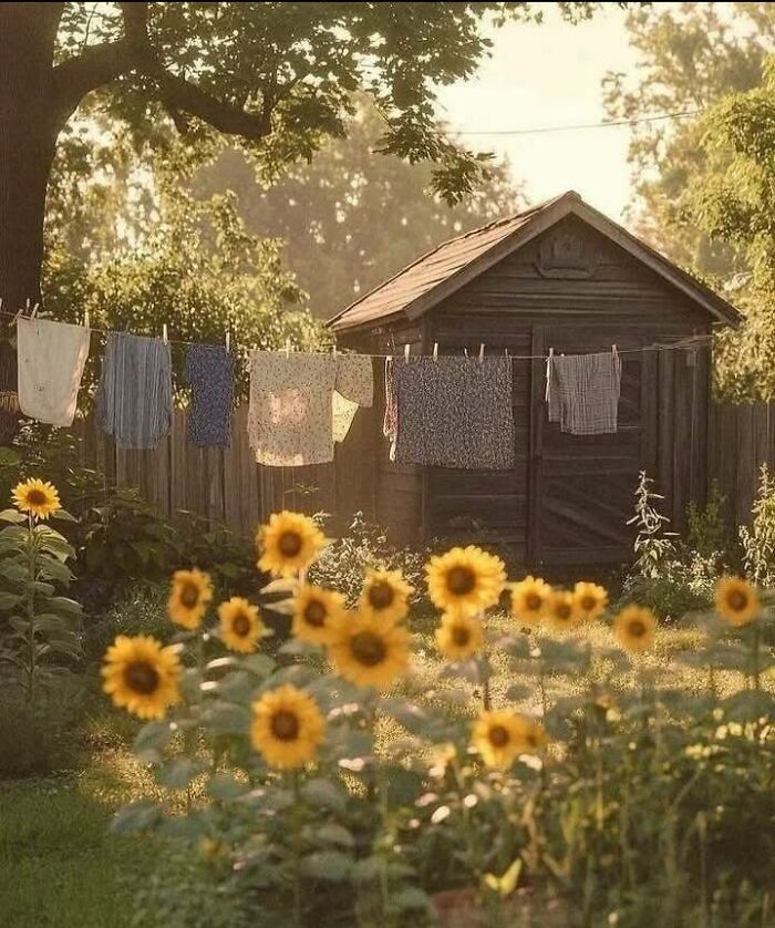 Sunflowers and laundry drying in a garden near a rustic wooden cottage in an idyllic countryside setting.