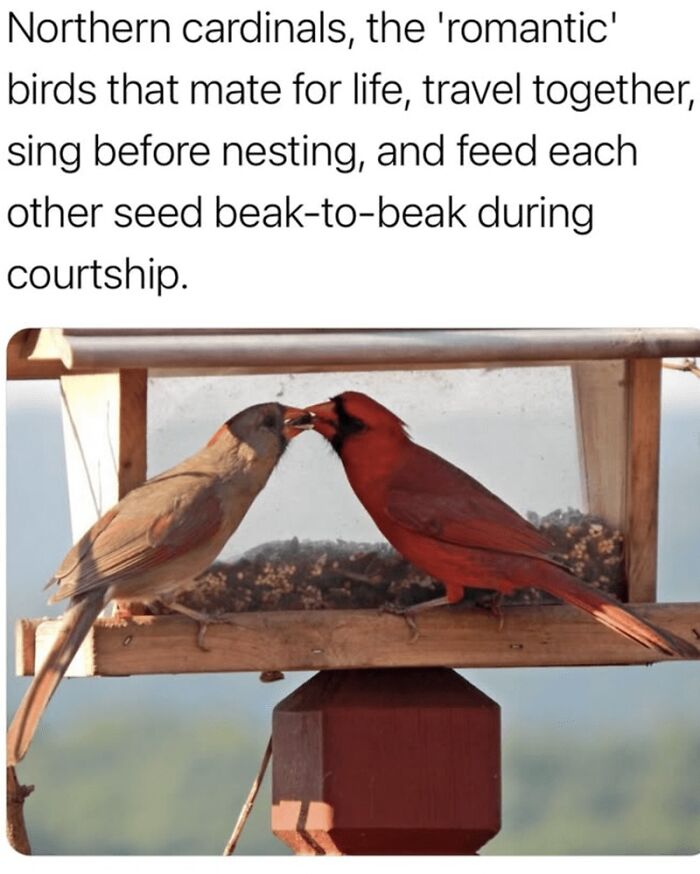Two northern cardinals feeding each other beak-to-beak on a bird feeder, shown in wholesome animal memes.