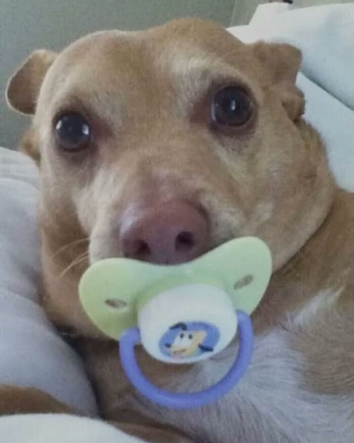 Close-up of a dog with a pacifier in its mouth, showcasing wholesome animal comedy in a Facebook group.