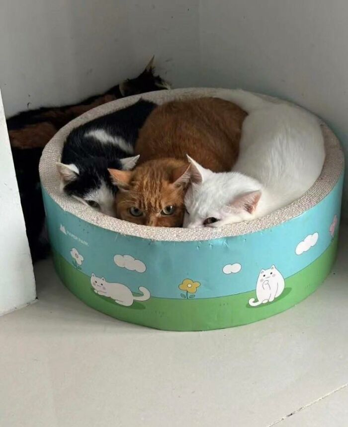 Three cats cuddled together in a round cat bed, showcasing wholesome animal comedy and cozy companionship.