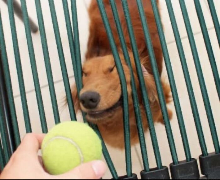 Dog peeking through fence bars looking happily at a tennis ball held by a person in a wholesome animal comedy moment.