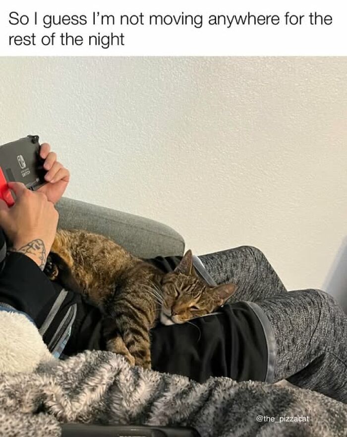 Person playing handheld console while a tabby cat rests comfortably on their lap in a cozy cat meme therapy moment.