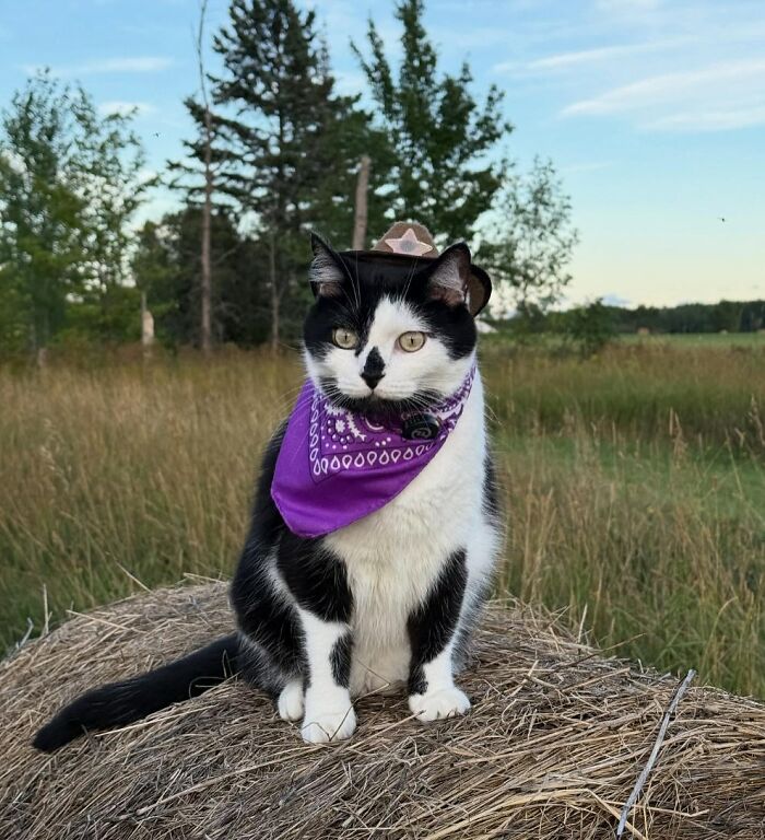 Cartoon-style Disney pet portrait of a black and white cat wearing a purple bandana in a grassy outdoor setting