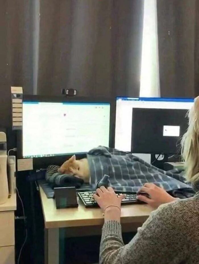 Person typing at a desk with a cat covered by a blanket lying between two computer monitors in wholesome animal comedy scene