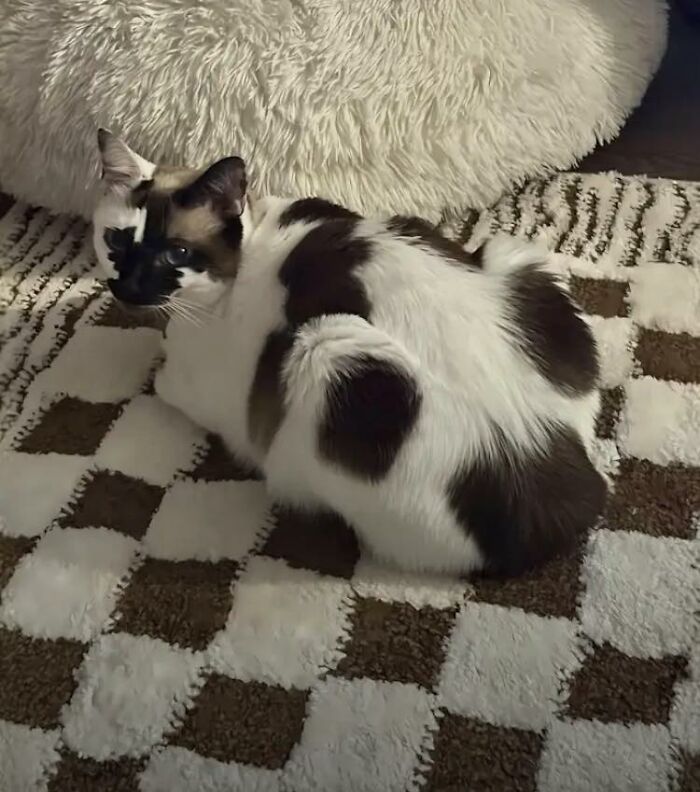 Cat with distinctive black and white markings resting on a checkered rug, showcasing wholesome animal comedy charm.