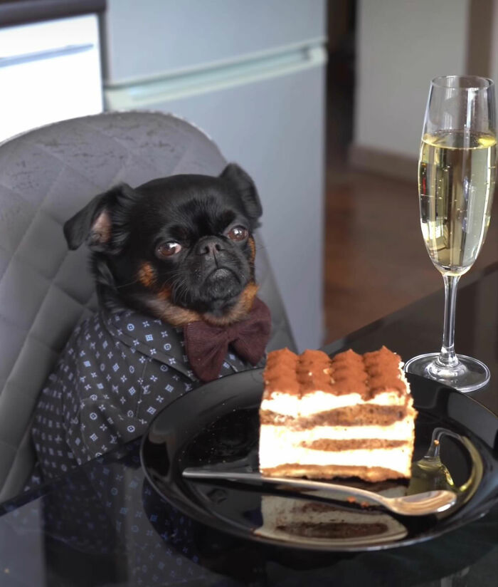 Disney-style pet portrait of a dog in a patterned shirt and bow tie sitting at a table with cake and a glass of champagne.