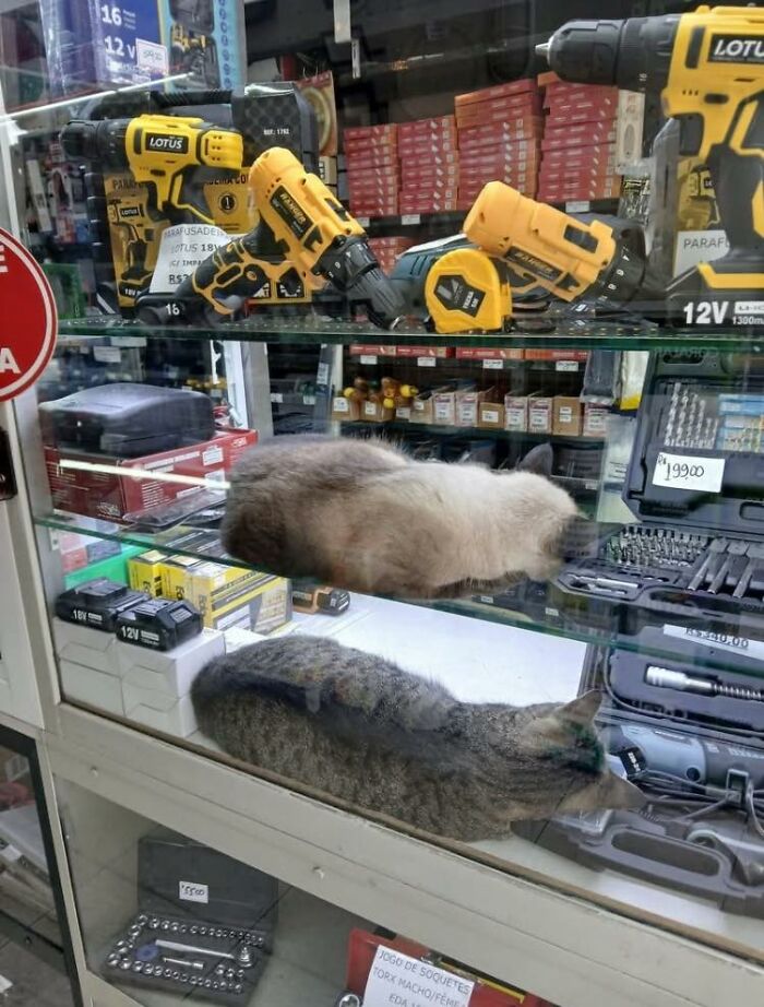 Two cats resting inside a hardware store display case with power tools and toolkits above them, wholesome animal comedy.