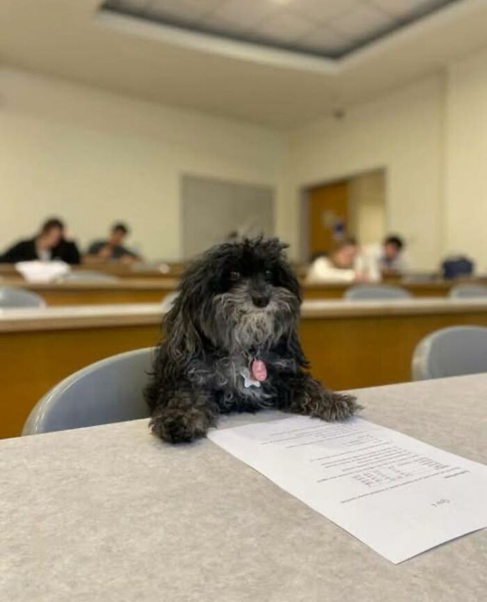 Small black dog sitting at a desk with a paper in a classroom, showcasing wholesome animal comedy in a Facebook group.