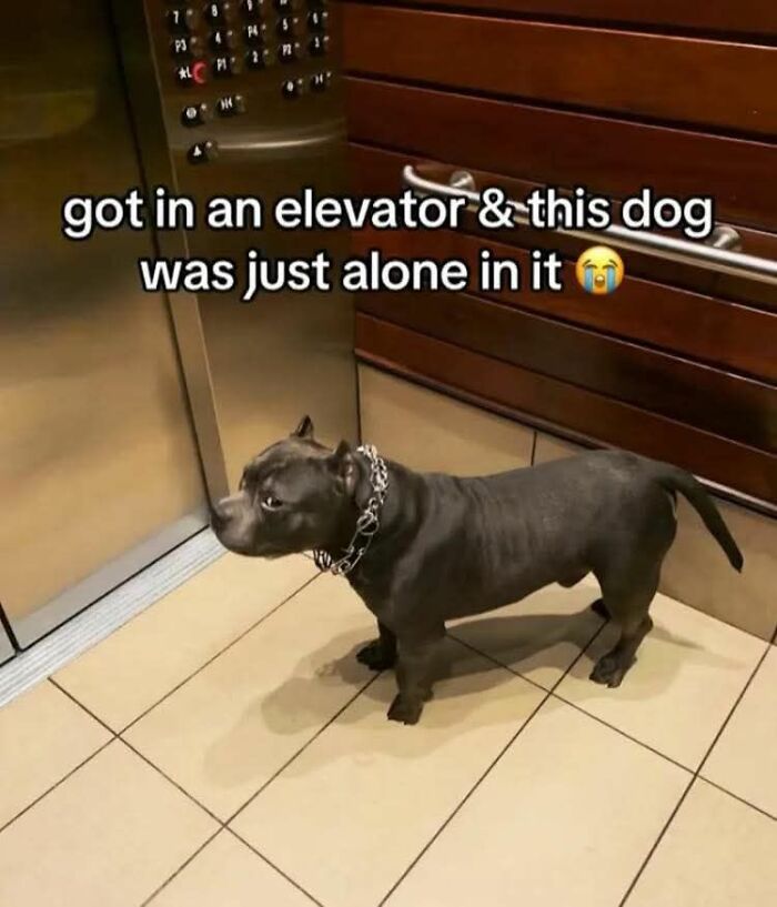 Dog alone in an elevator, captured in a wholesome animal comedy moment from a Facebook group photo collection.