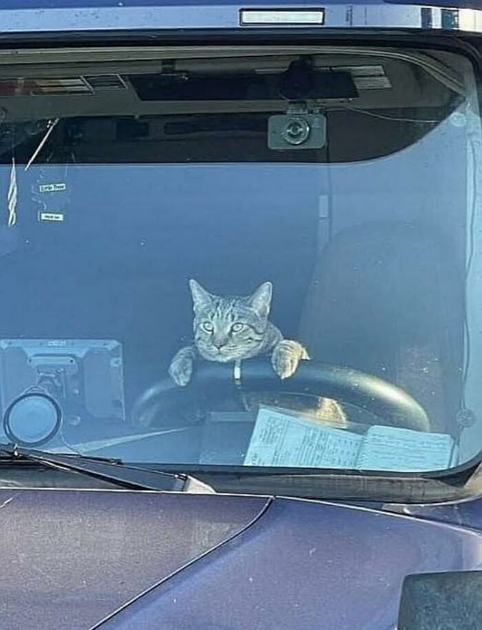 Cat sitting behind the steering wheel of a car, showcasing wholesome animal comedy in a humorous setting.
