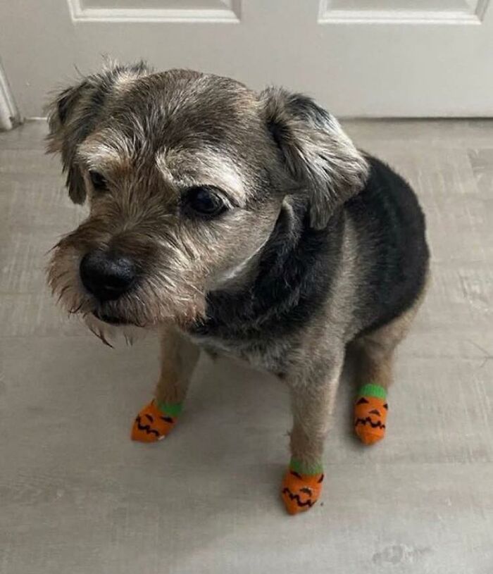 Small dog wearing funny Halloween-themed socks, showcasing wholesome animal comedy in a Facebook group.