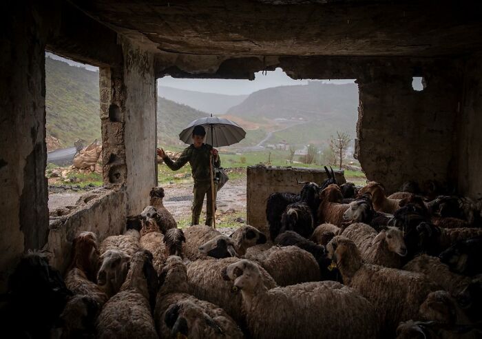 Shepherd with umbrella tending sheep inside a rustic stone shelter showing life on Istanbul’s streets in rain.