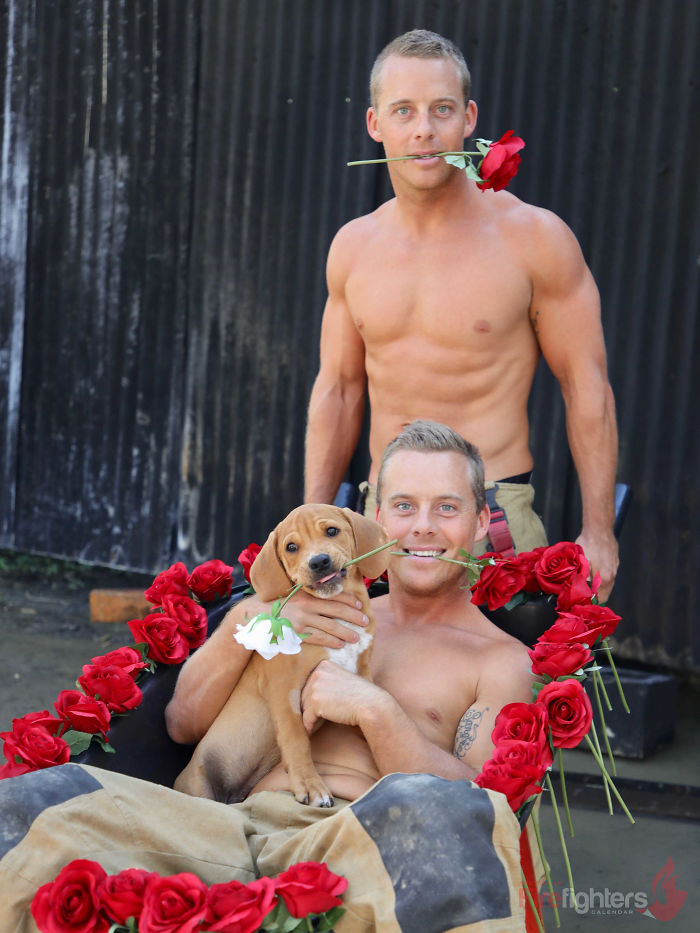 Shirtless Australian firefighters posing with a puppy and red roses for a calendar featuring heroic firefighters and adorable dogs.