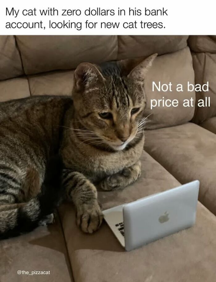 Tabby cat lying on couch looking at mini laptop, humorously linked to cat meme therapy for a lighthearted moment.