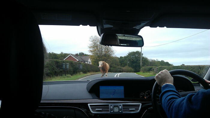 View from inside a car of a cow standing in the middle of a rural road, creating a creepy photo moment.