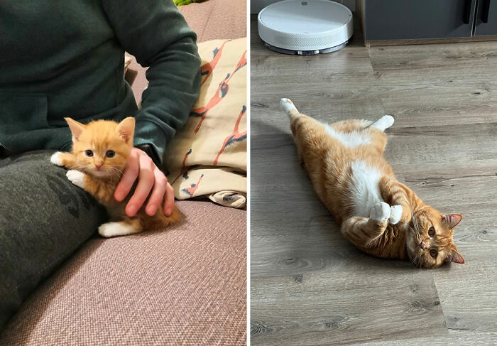 Adorable orange and white cat growing up from tiny kitten on a couch to a playful adult lying on wooden floor.