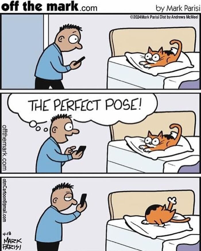 Man taking photos of a cat on a bed, humorous cartoon from Off the Mark illustrating everyday life hilarity.