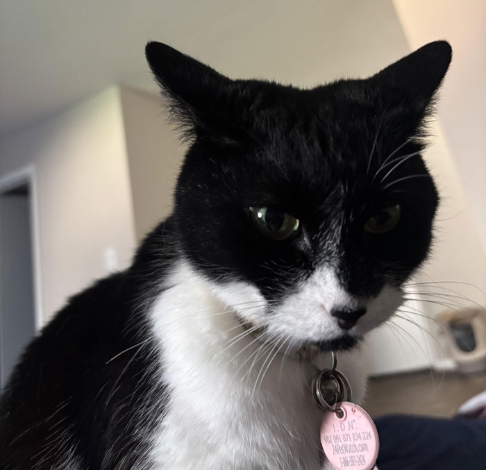 Black and white cat with green eyes indoors, wearing a collar and tag, related to chicken sandwich and cat debate.