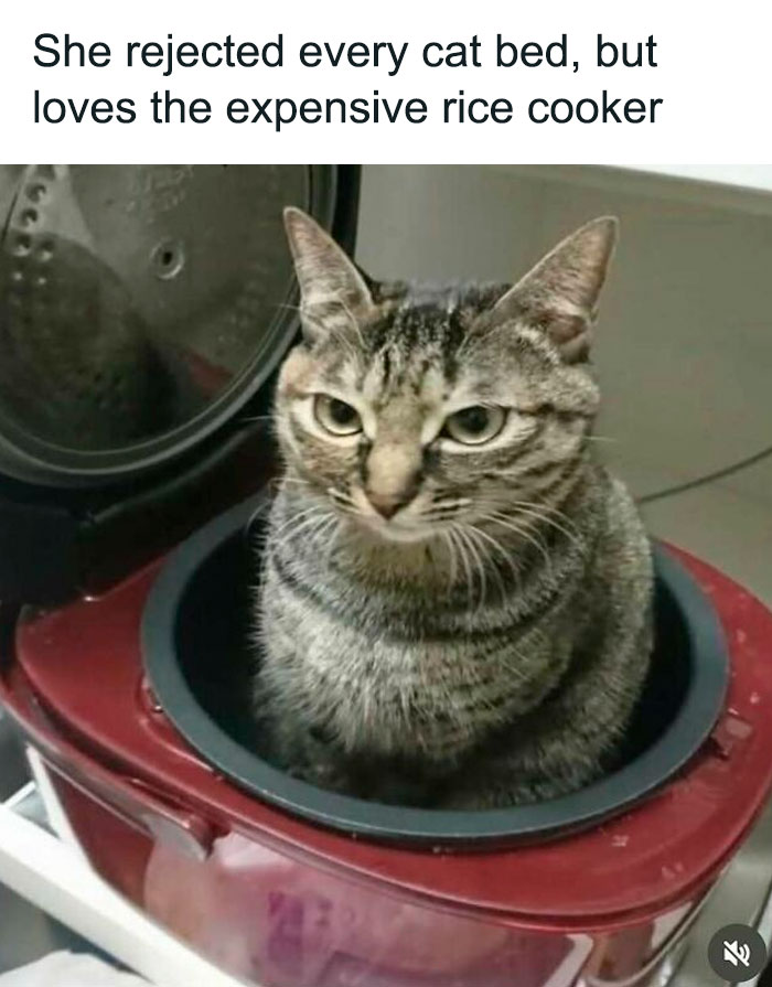 Tabby cat sitting inside an expensive rice cooker instead of a cat bed, featured in cute and funny cat memes.