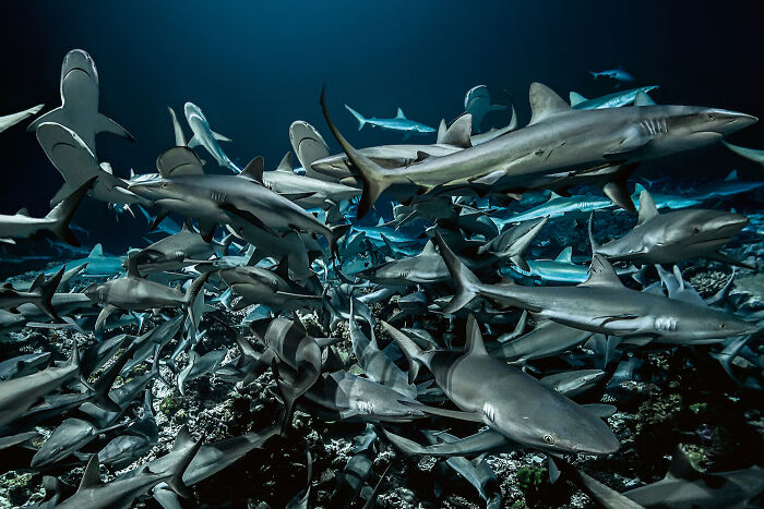 A large school of sharks swimming in the deep sea, captured by a diver and deep sea photographer.