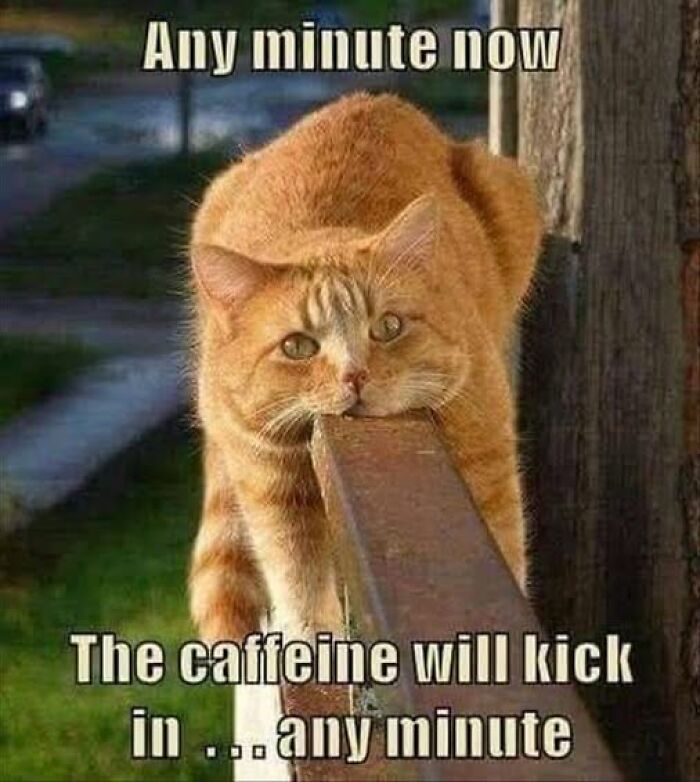 Orange cat resting on a wooden railing in a funny cat meme therapy post about caffeine kicking in soon.