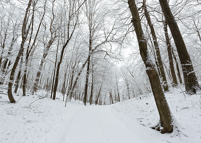 Snow-covered forest path with bare trees in winter, illustrating a snowy environment for newborn baby story keywords.