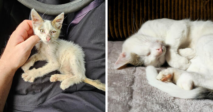 A small kitten resting on a person's lap and the same cat grown, sleeping peacefully on a soft surface.