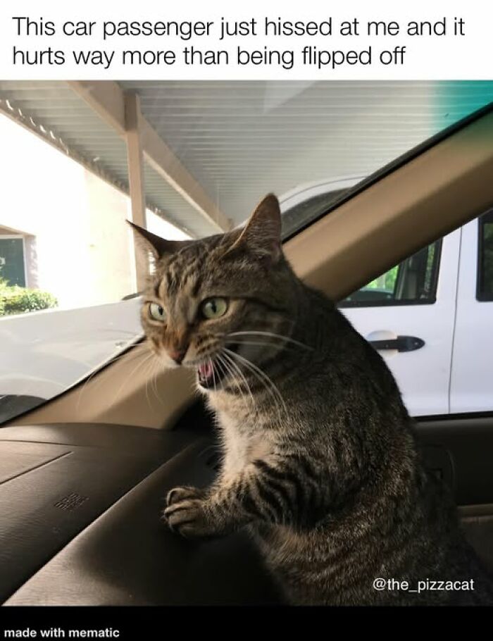 Tabby cat hissing inside a car with caption about a car passenger hissing, showing cat meme humor for cat lovers.