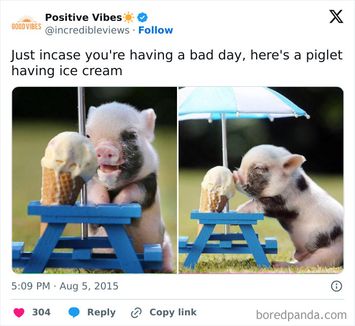 Piglet enjoying ice cream at a small table with umbrella, funny and adorable animal memes to fight sadness and boredom.