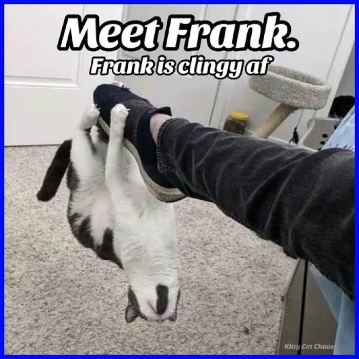 Cat meme therapy showing clingy cat hanging from a person's leg, bringing humor and joy to brighten your day.