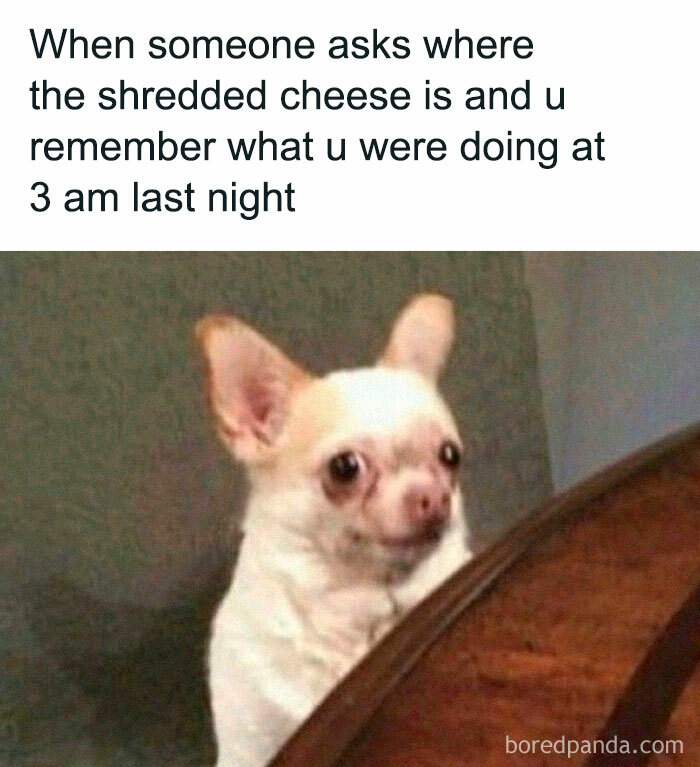 Chihuahua looking confused with a humorous caption, a funny and random meme from Thunder Dungeon collection.