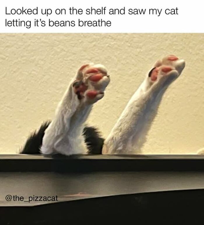 Cat paws stretched out on a shelf with the caption about letting its beans breathe in a funny cat meme.