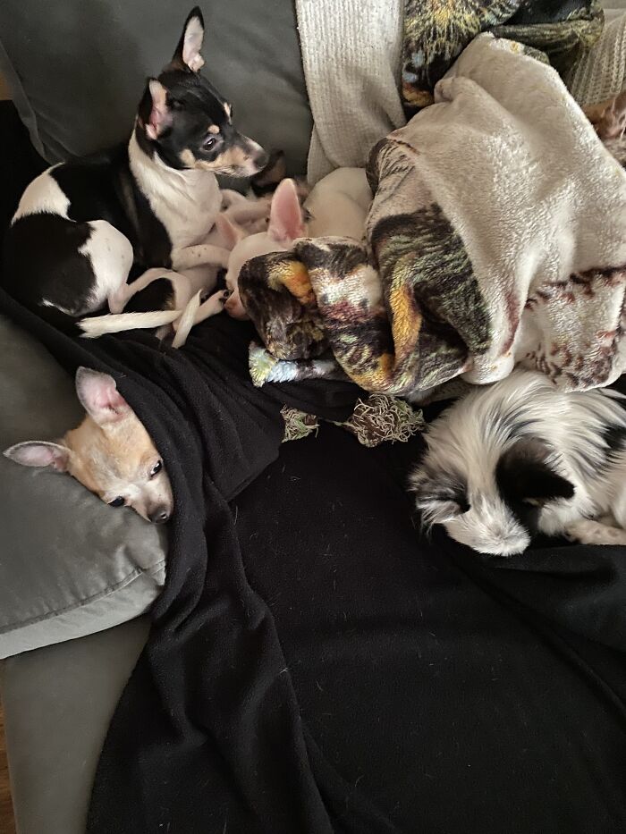 Life Of A Crazy Chihuahua Mama (35 Pics)