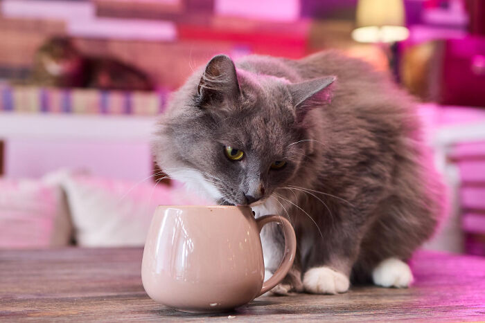 40 Tales Of Cats Being Absolute Hooligans, As Shared By Netizens