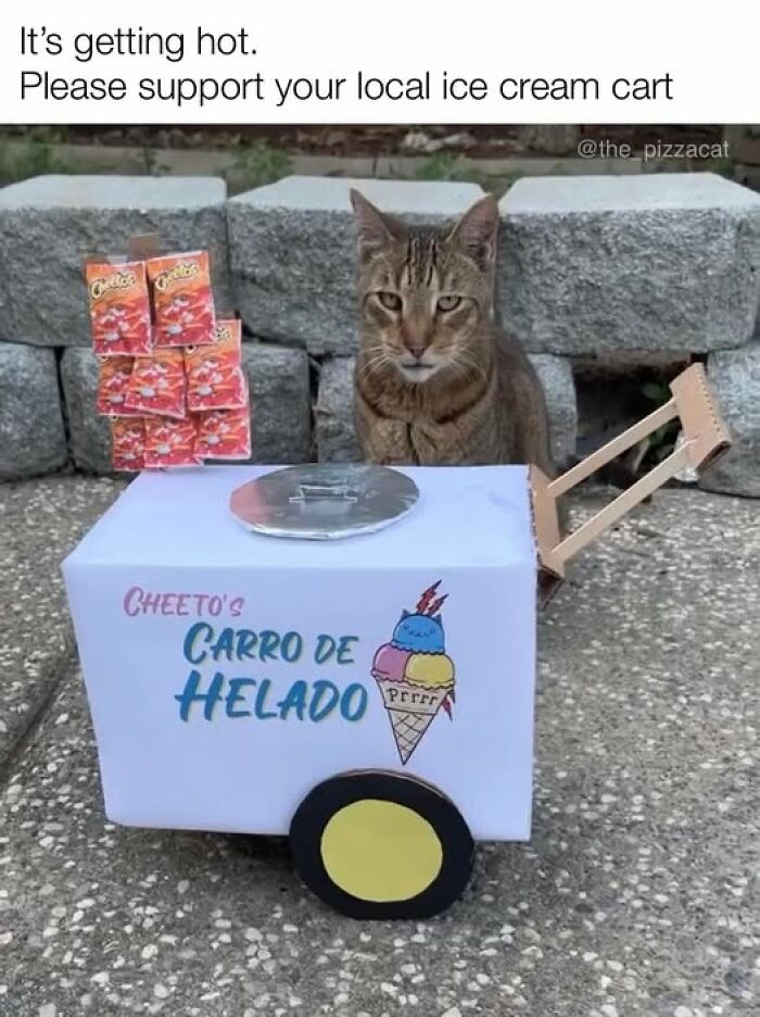 Cat meme therapy with a cat next to a toy ice cream cart made from Cheeto bags and cardboard outdoors.