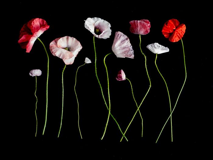 Award-winning floral still life photo with various colorful blooms and leaves against a black background.