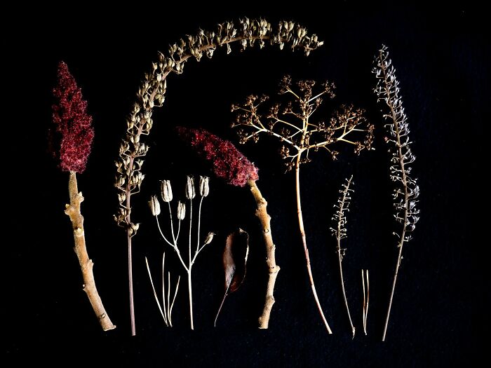 Award-winning floral still life photo with various colorful blooms and leaves against a black background.