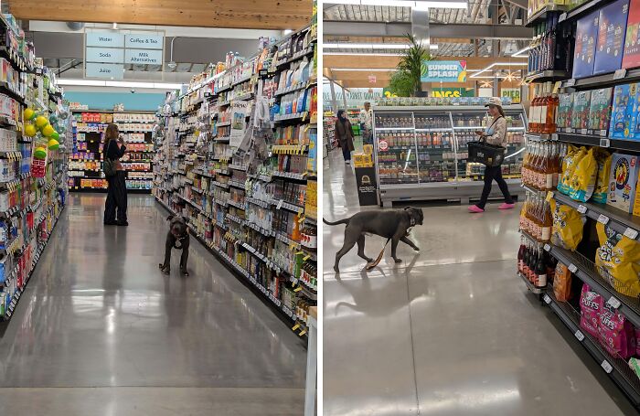 Dog wandering freely in grocery store aisles with shoppers nearby, illustrating people apparently allergic to acting like sensible adults.