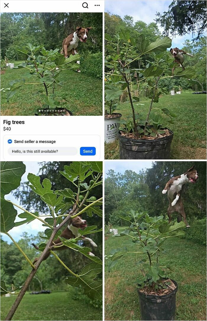 Unusual online selling listing for fig trees with photos of a dog jumping near the plants in an outdoor setting.
