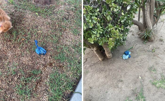 Two photos of dog waste bags left on the ground outdoors, illustrating people apparently allergic to acting like sensible adults.