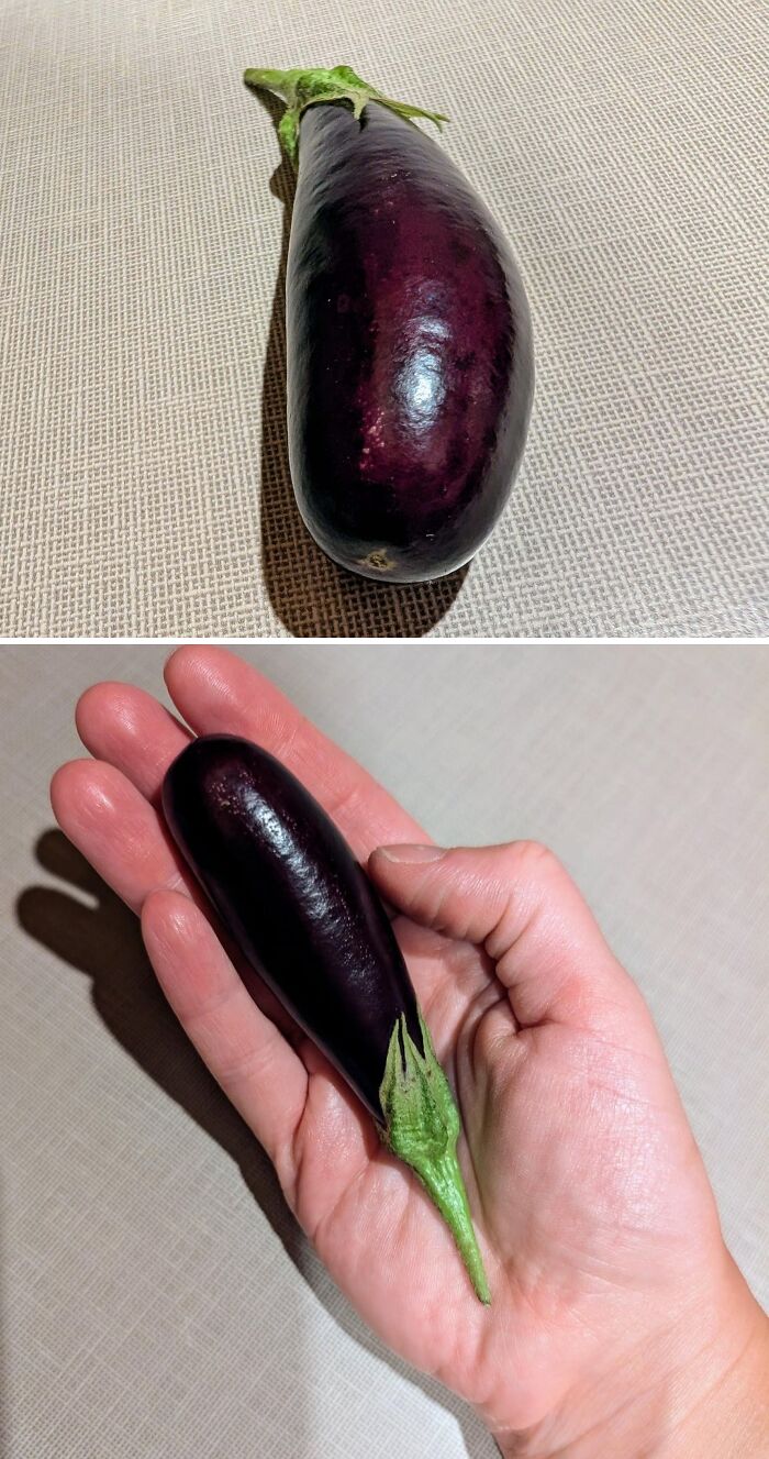 Small eggplant held in hand showing unusual tiny size, a funny garden surprise from Mother Nature's jokes.