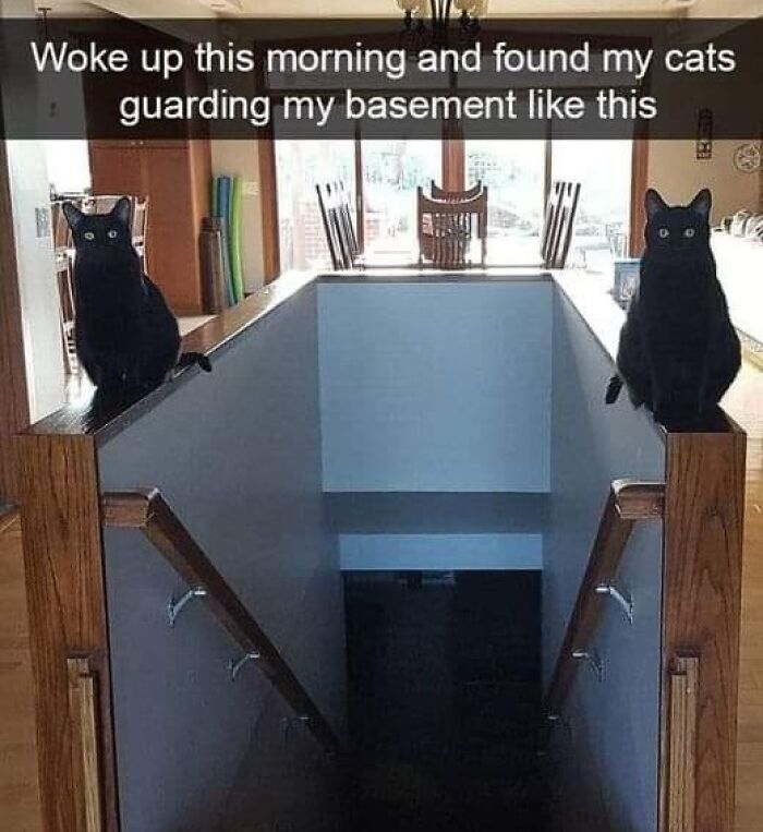 Two black cats sitting on stair railings guarding the basement, showing funny and adorable pets love moment.