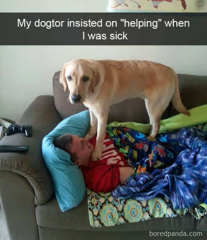 A dog standing on a man lying on a couch covered with blankets, showing funny moments with furry companions.